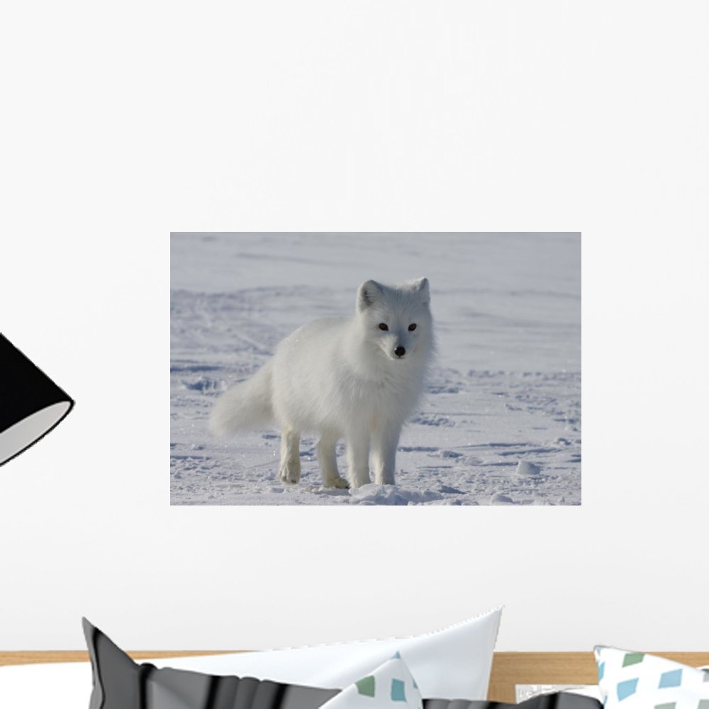 Wallmonkeys Arctic Fox Wall Decal Peel and Stick Graphic WM43419 (18 in W x 12 in H)