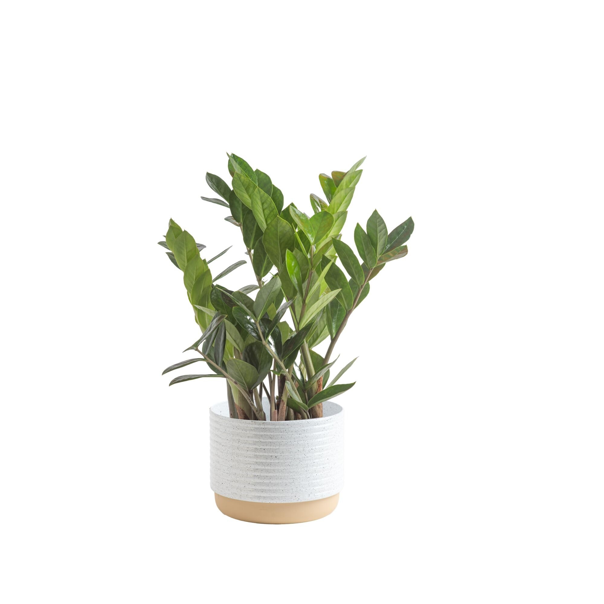 Costa Farms ZZ Plant, Live Indoor Houseplant in Modern Decor Planter, Natural Air Purifier in Potting Soil, Gift for Plant Lovers, Birthday Gift, Tabletop Living Room Decor, Desk Decor, 12-Inches Tall