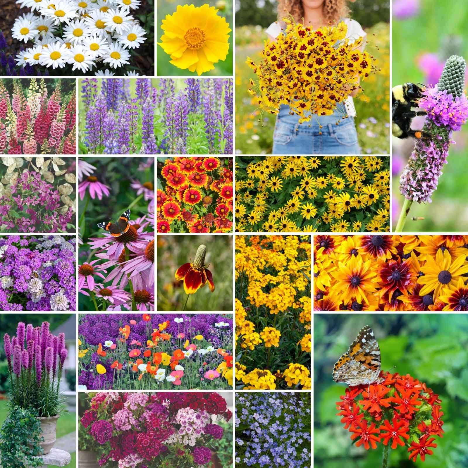 Eden Brothers All Perennial Wildflower Mixed Seeds for Planting, 1/4 lb, 120,000+ Seeds with Lupine, Shasta Daisy | Attracts Pollinators, Plant in Spring or Fall, Zones 3, 4, 5, 6, 7, 8, 9, 10