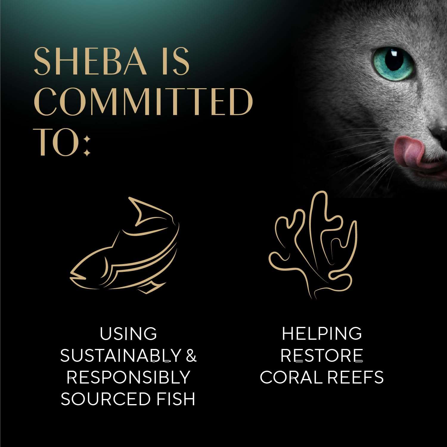 Sheba Perfect Portions Wet Cat Food Cuts in Gravy Variety Pack, Roasted Chicken Entree, with Sustainable Salmon, and Tender Turkey Entree, 2.6 oz. Twin-Pack Trays (24 Count, 48 Servings) - Image 7