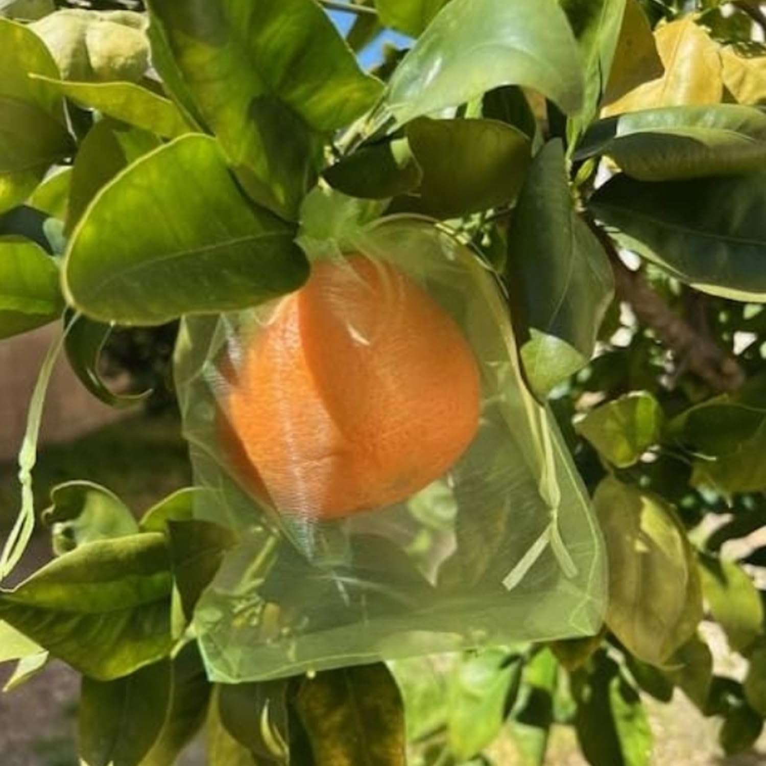 30 Pcs 5.9''×7.8'' Drawstring Fruit Netting Bags, Reusable Garden Netting Bags, Medium Fruit Protection Bags, Fruit Cover Mesh Bag for Fruit Trees Vegetable Floral - Image 5