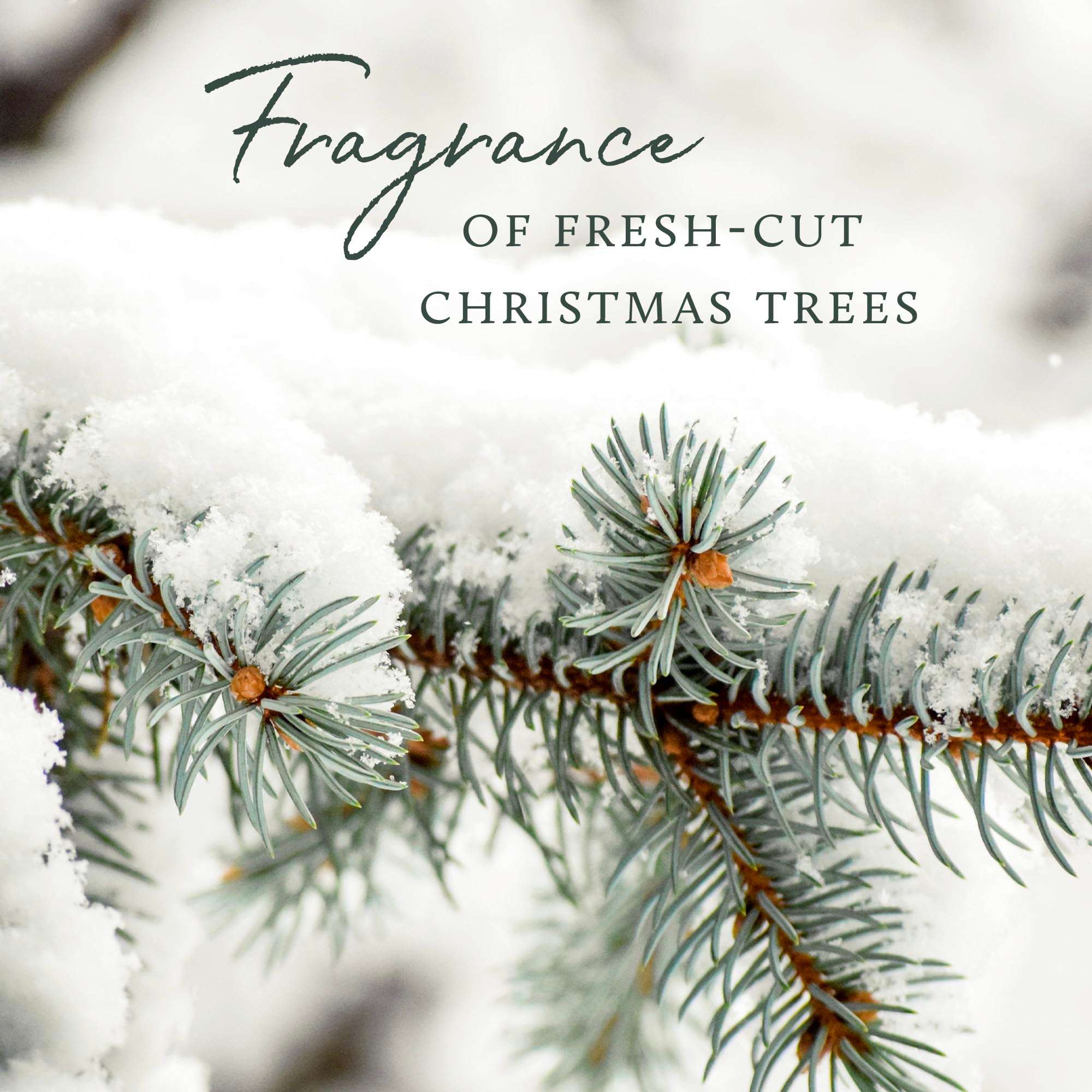 Thymes Frasier Fir Pine Needle Candle – Holiday Candles for Home Scented with Notes of Crisp Siberian Fir, Cedarwood & Sandalwood – Christmas Decor – Christmas Gifts for Women & Men (6.5 oz) - Image 6