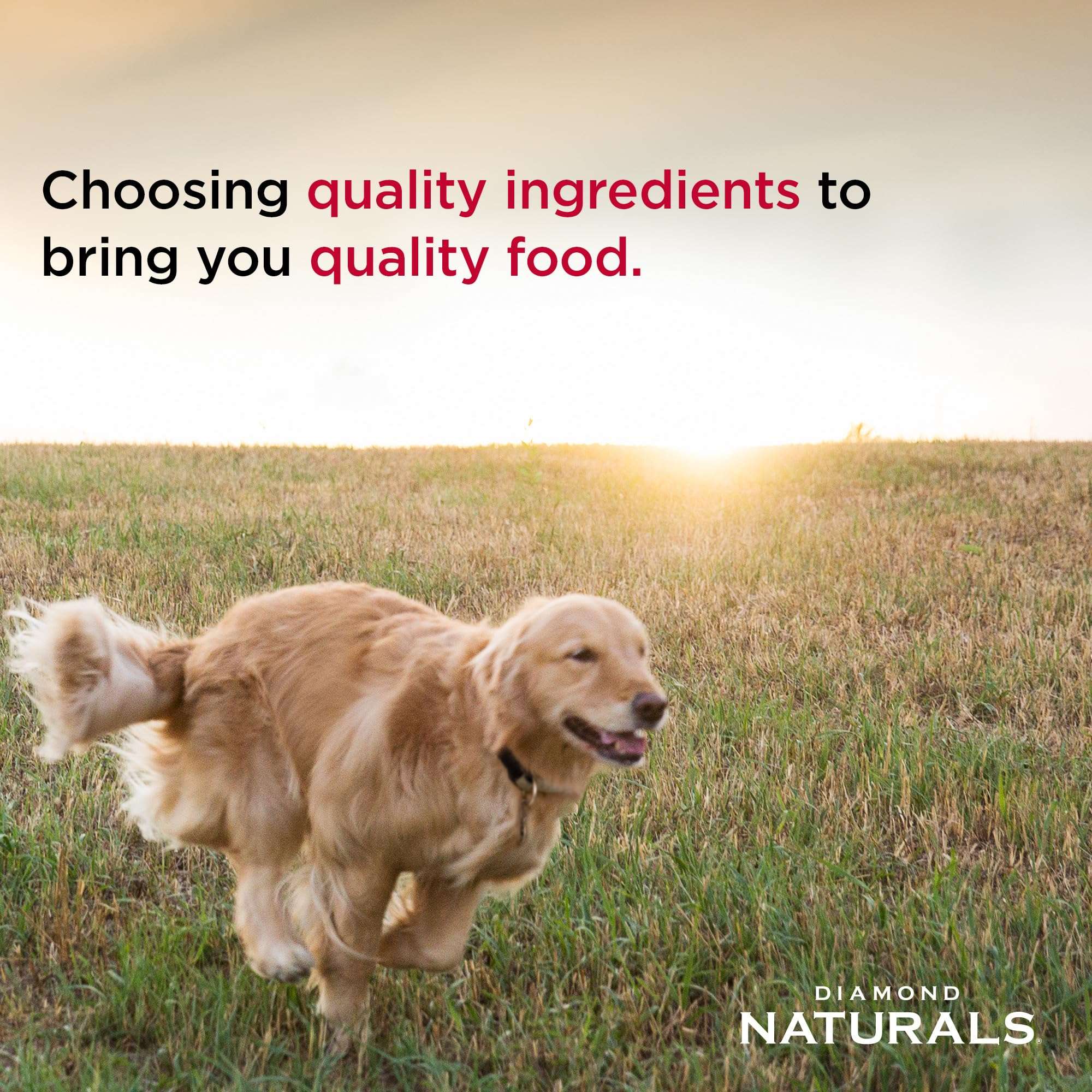 Diamond Naturals All Life Stages Chicken and Rice Formula Dry Dog Food Protein from Real Chicken, and Probiotics 40 Pound (Pack of 1) - Image 5