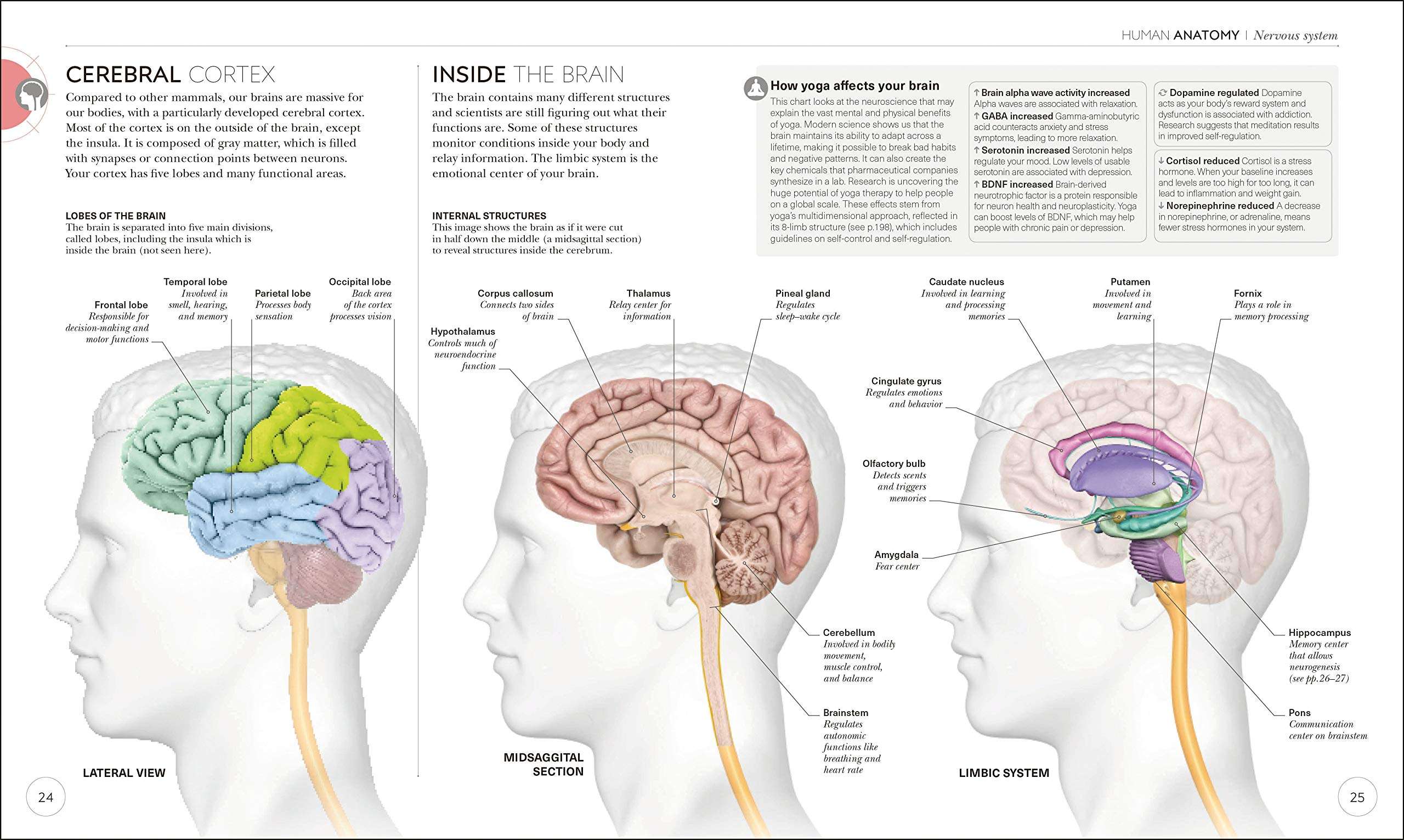 Science of Yoga: Understand the Anatomy and Physiology to Perfect Your Practice (DK Science of) - Image 6