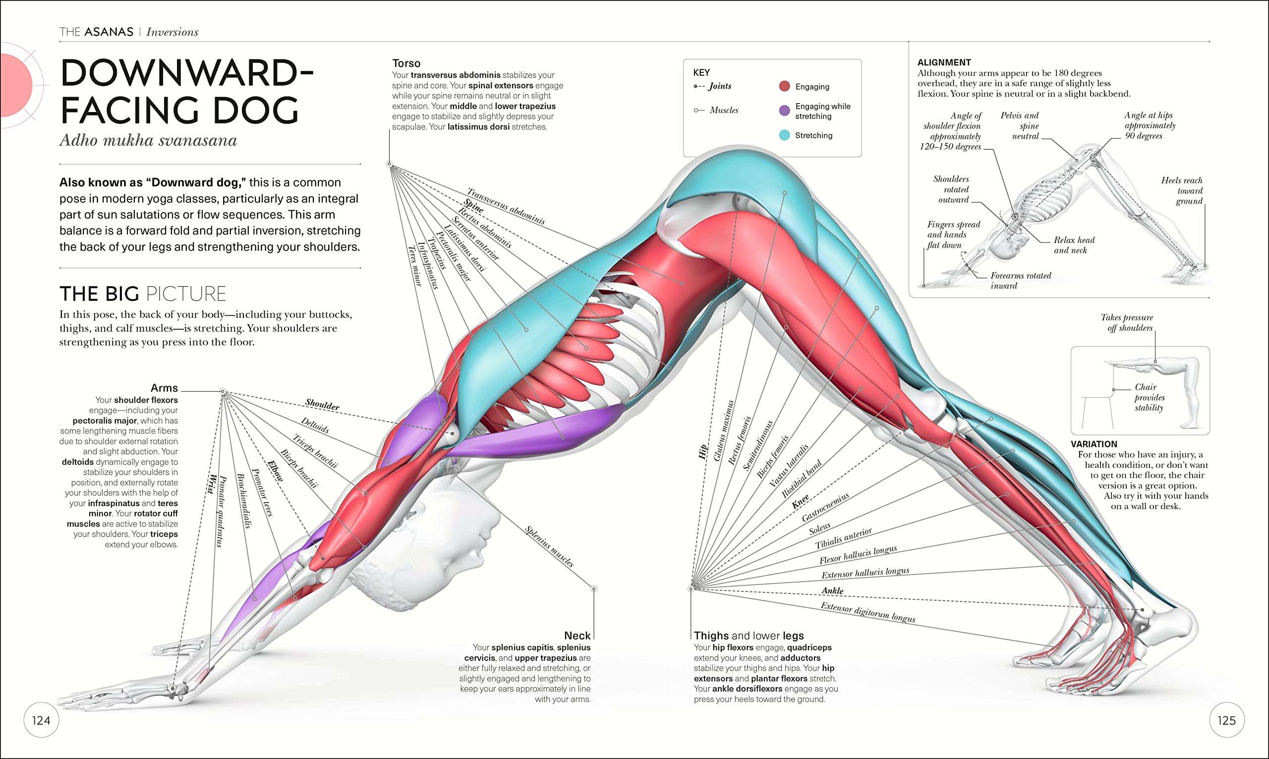 Science of Yoga: Understand the Anatomy and Physiology to Perfect Your Practice (DK Science of) - Image 4