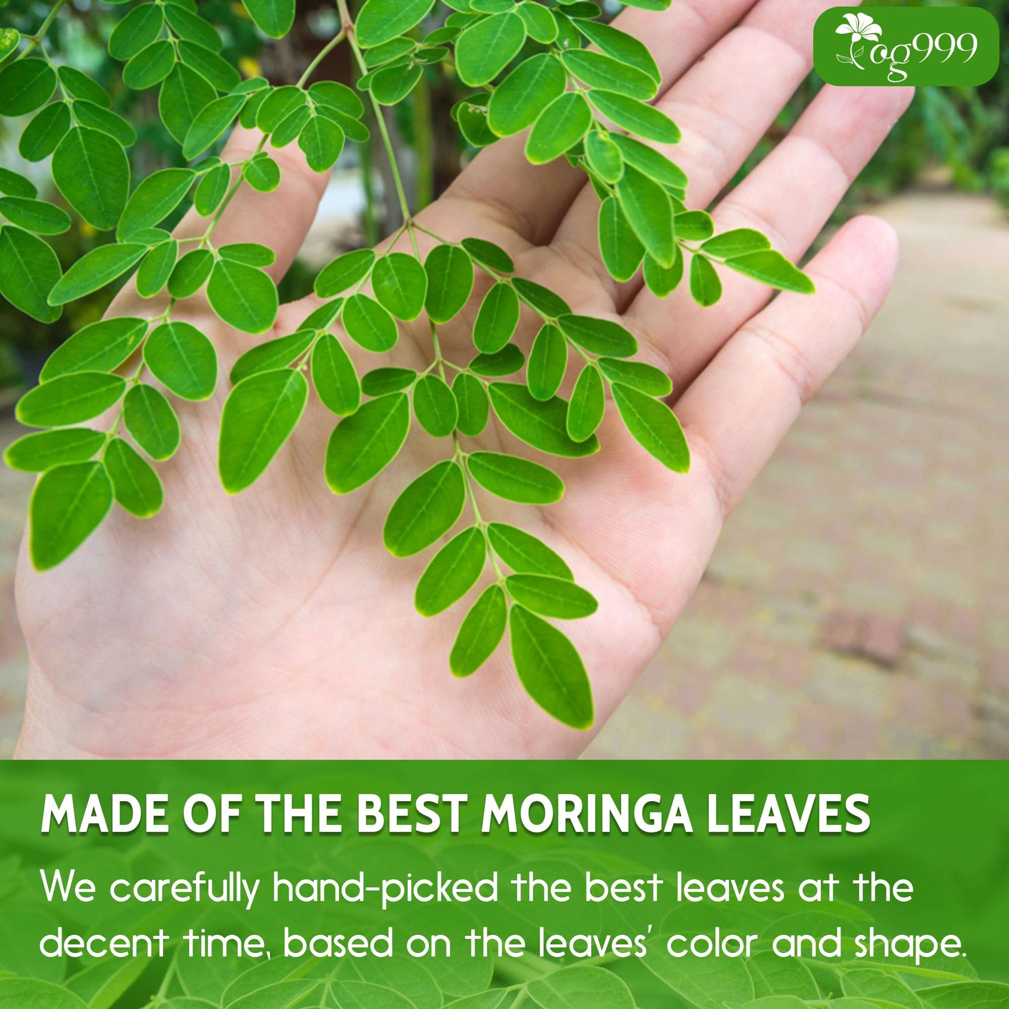 TOG999, Premium 16oz Moringa Leaf Powder, 100% Natural and Pure from Moringa Leaves, No Additives, No Gluten, No Sugar, Vegan - Image 5