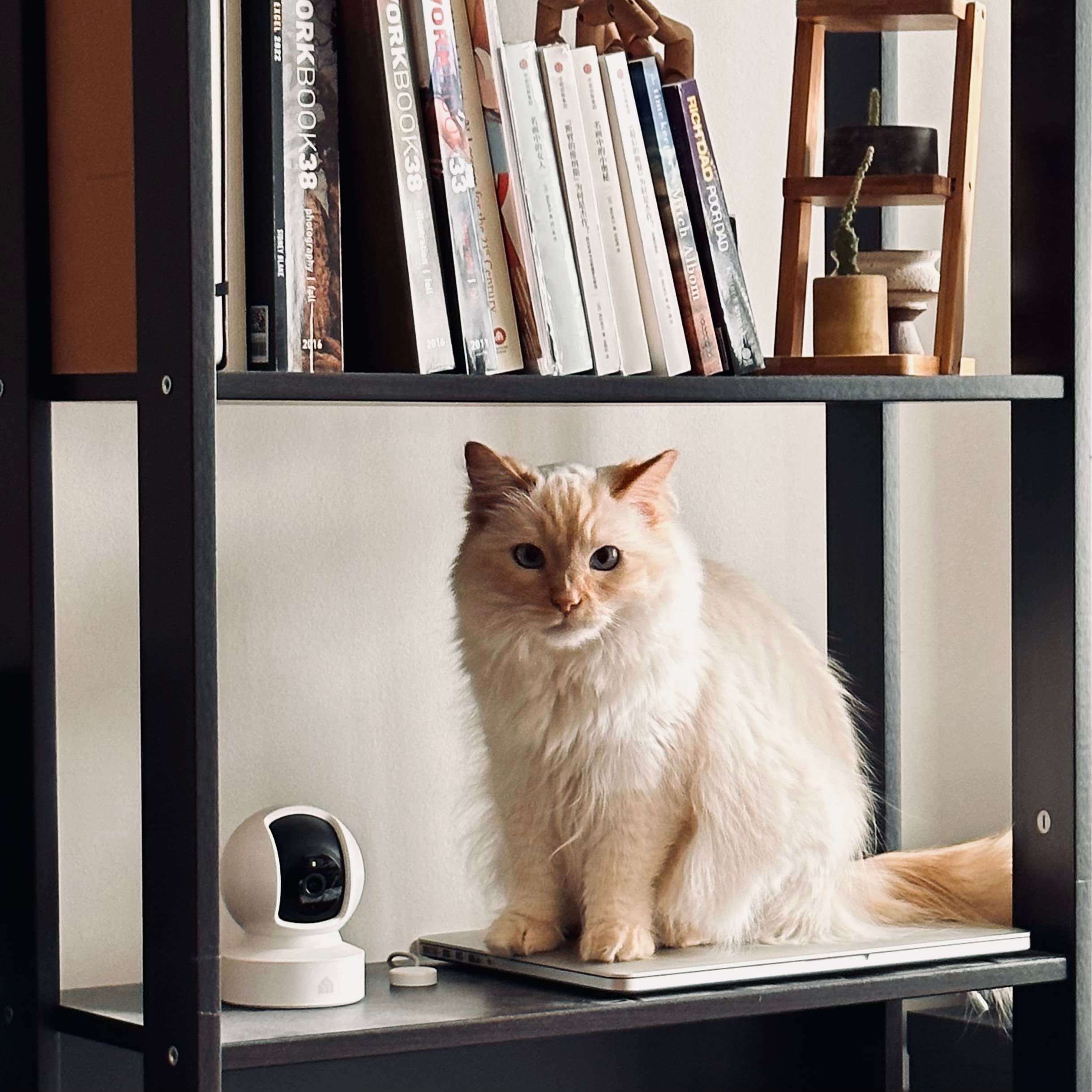Kasa Indoor Pan/Tilt Smart Security Camera, 1080p HD Dog-Camera,2.4GHz with Night Vision,Motion Detection for Baby and Pet Monitor, Cloud & SD Card Storage, Works with Alexa& Google Home (EC70), White - Image 6