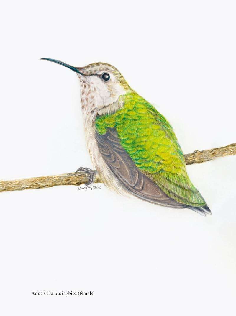 The Backyard Bird Chronicles - Image 3