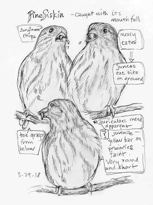 The Backyard Bird Chronicles - Image 5