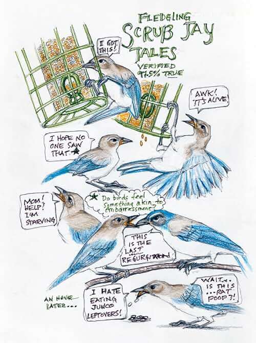 The Backyard Bird Chronicles - Image 6