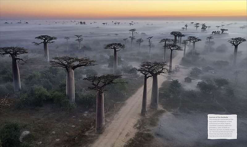 The Tree Book: The Stories, Science, and History of Trees - Image 11