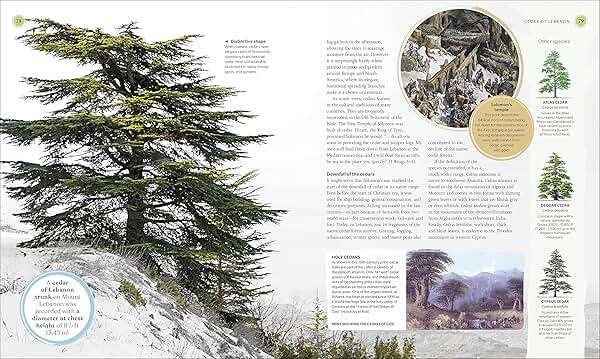 The Tree Book: The Stories, Science, and History of Trees - Image 6