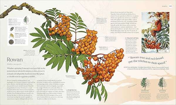 The Tree Book: The Stories, Science, and History of Trees - Image 10