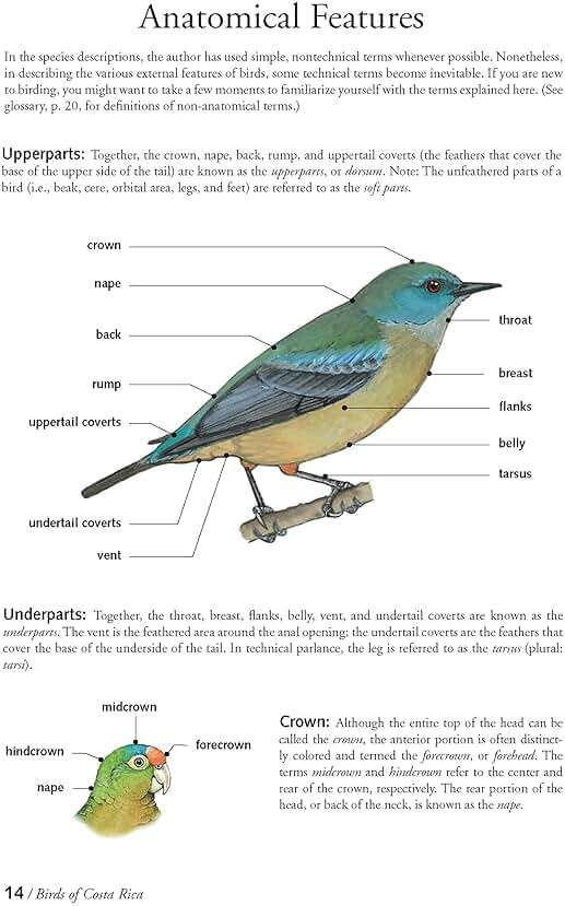 The Birds of Costa Rica: A Field Guide (Zona Tropical Publications) - Image 5