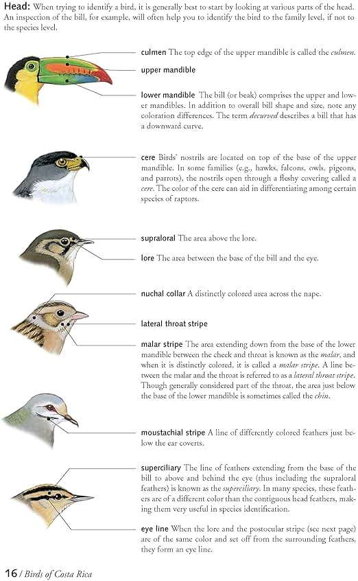 The Birds of Costa Rica: A Field Guide (Zona Tropical Publications) - Image 6