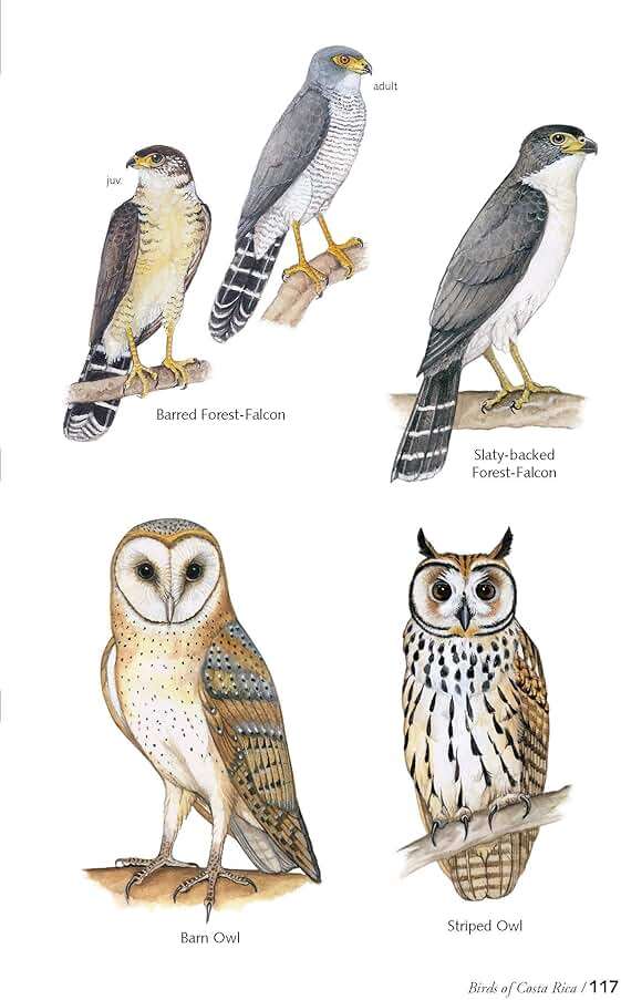 The Birds of Costa Rica: A Field Guide (Zona Tropical Publications) - Image 8