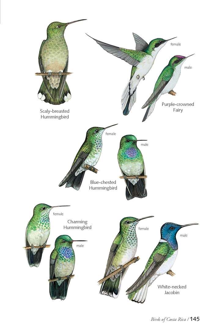 The Birds of Costa Rica: A Field Guide (Zona Tropical Publications) - Image 10