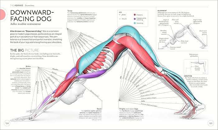 Science of Yoga: Understand the Anatomy and Physiology to Perfect Your Practice - Image 4