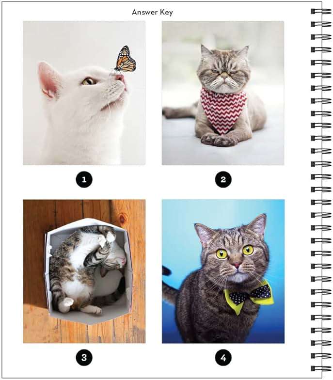 Brain Games - Sticker by Number: Cat-itude (25 Images to Sticker) - Image 4