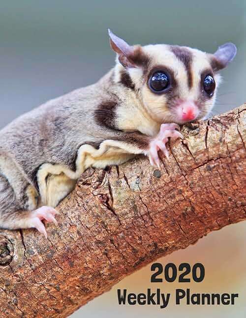 2020 Weekly Planner: Sugar Glider 52 Week Journal 8.5 x 11 inches for Women, Academic Organizer Monthly Calendar Scheduler Appointment Agenda Notebook Planners - Image 1