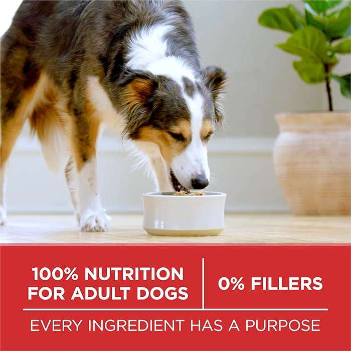 Purina ONE Chicken and Rice Formula Dry Dog Food - 8 lb. Bag - Image 8