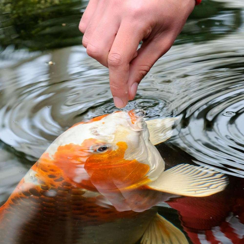 TetraPond Variety Blend, Pond Fish Food, for Goldfish and Koi Yellow 2.25 Pound (Pack of 1) - Image 4