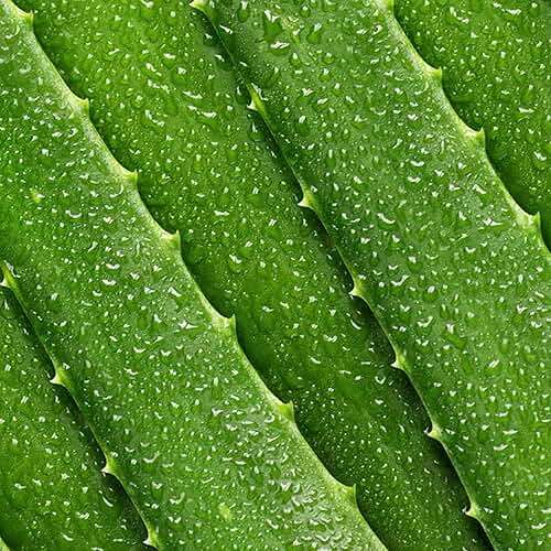 Mario Badescu Aloe Vera Toner for Face | Hydrating Facial Toner for Dry and Sensitive Skin | Gentle Astringent for Face with Aloe Vera to Soothe, Refresh, and Balance Skin | Skincare for Men and Women - Image 4