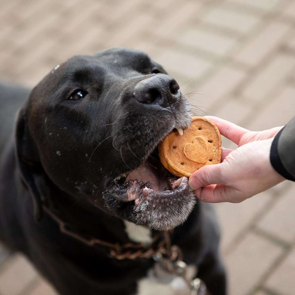 Blue Dog Bakery Natural Dog Treats, More Crunch Large, Assorted Flavors, 18oz Box, 1 Box - Image 5