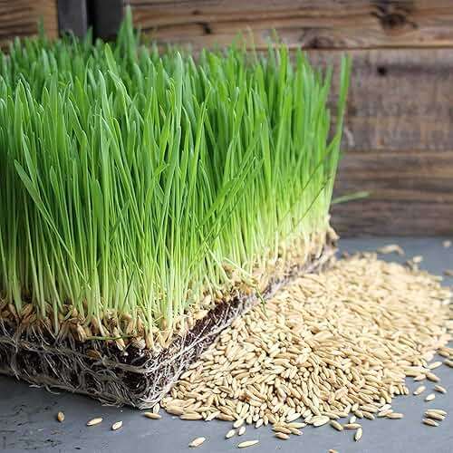 3.5 Lb Non-GMO Organic Whole Oat Groats (w/Husk) - Gluten Free Organic Oats - Whole Oats Organic for Sprouting, Steel Cut Oats Organic, Oat Berries, Oat Flour Organic, Oat Rice, and Livestock Feed - Image 2