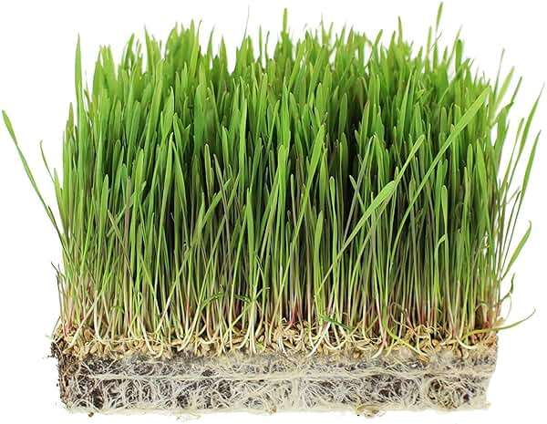3.5 Lb Non-GMO Organic Whole Oat Groats (w/Husk) - Gluten Free Organic Oats - Whole Oats Organic for Sprouting, Steel Cut Oats Organic, Oat Berries, Oat Flour Organic, Oat Rice, and Livestock Feed - Image 3