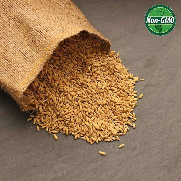 3.5 Lb Non-GMO Organic Whole Oat Groats (w/Husk) - Gluten Free Organic Oats - Whole Oats Organic for Sprouting, Steel Cut Oats Organic, Oat Berries, Oat Flour Organic, Oat Rice, and Livestock Feed - Image 4