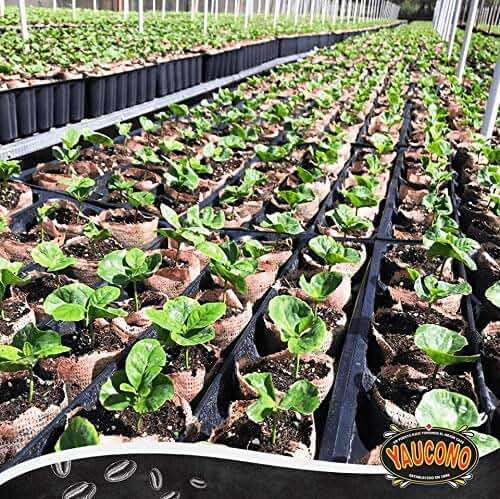 Yaucono Coffee Arabica Medium Roast Ground, Roasted and Bagged in Puerto Rico, 14 Ounce (Pack of 4) - Image 3