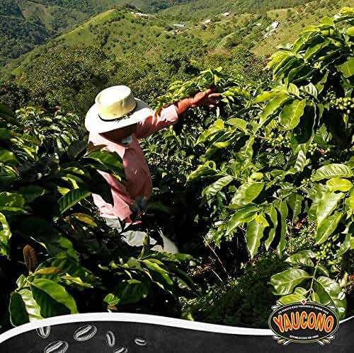 Yaucono Coffee Arabica Medium Roast Ground, Roasted and Bagged in Puerto Rico, 14 Ounce (Pack of 4) - Image 4