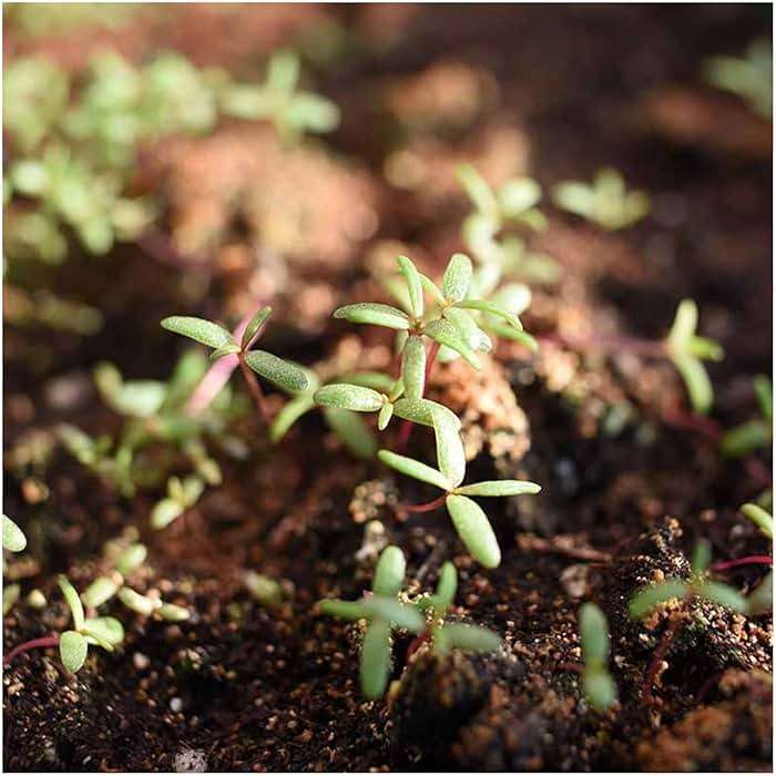 Seed Needs Moss Rose Seeds for Planting Portulaca Groundcover - Heirloom & Open Pollinated Flowers to Plant a Butterfly Garden - Double Petal Blooms in Red, Yellow, White, Orange & Pink (2 Packs) - Image 2