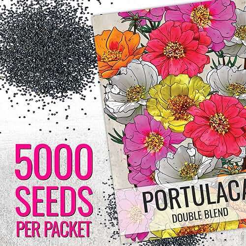 Seed Needs Moss Rose Seeds for Planting Portulaca Groundcover - Heirloom & Open Pollinated Flowers to Plant a Butterfly Garden - Double Petal Blooms in Red, Yellow, White, Orange & Pink (2 Packs) - Image 3