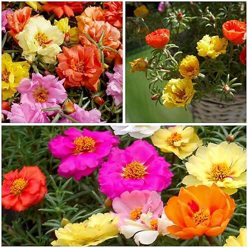 Seed Needs Moss Rose Seeds for Planting Portulaca Groundcover - Heirloom & Open Pollinated Flowers to Plant a Butterfly Garden - Double Petal Blooms in Red, Yellow, White, Orange & Pink (2 Packs) - Image 6