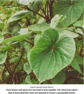 Starwest Botanicals Kava Kava Root C/S, 4 Ounces - Image 4