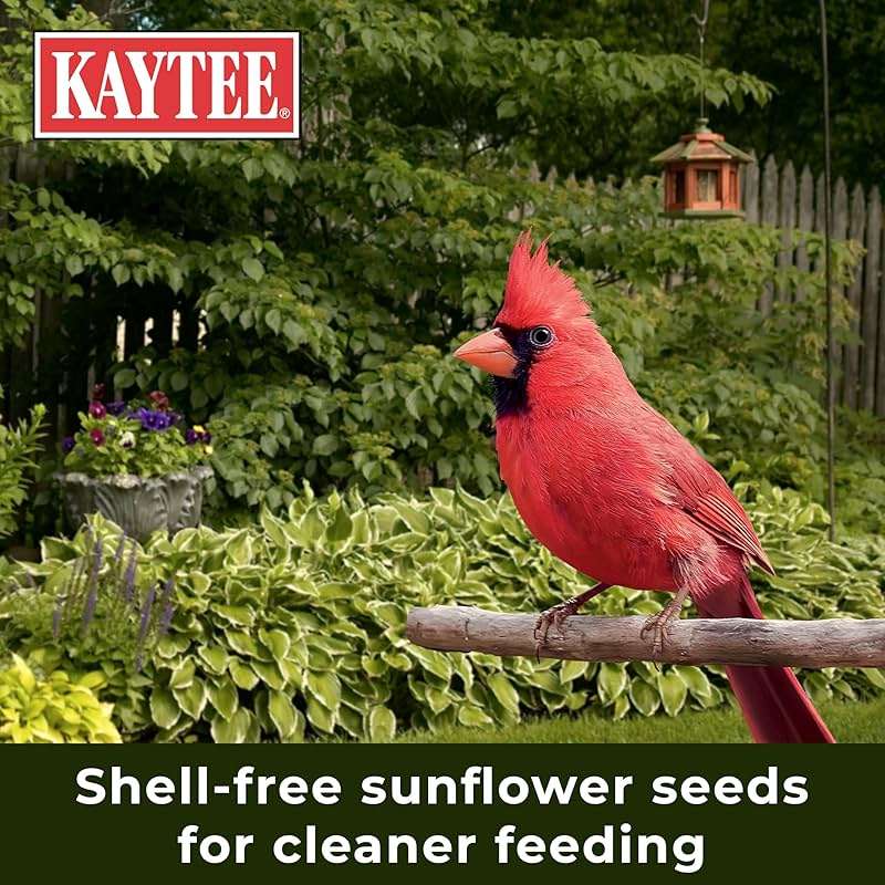 Kaytee Wild Bird Ultra No Mess Nut & Fruit Food Seed Blend For Blue Jays, Woodpeckers, Juncos, Cardinals, Grosbeaks, Sparrows, and Finches, 5.5 Pound - Image 9