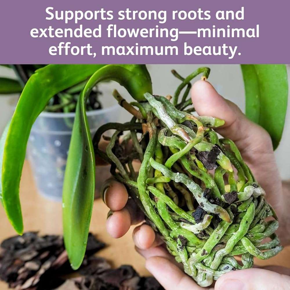 Chrysal Orchid Food Drops — Orchid Care — One Pack for a Year Supply — Concentrated Flower Food for All Species of Orchids — Ideal Florist Supplies — Outdoor and Indoor Plant Food - Image 7