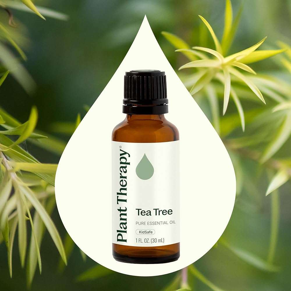 Plant Therapy Tea Tree Essential Oil 100% Pure, Undiluted, Natural Aromatherapy, Therapeutic Grade 30 mL (1 oz) - Image 3