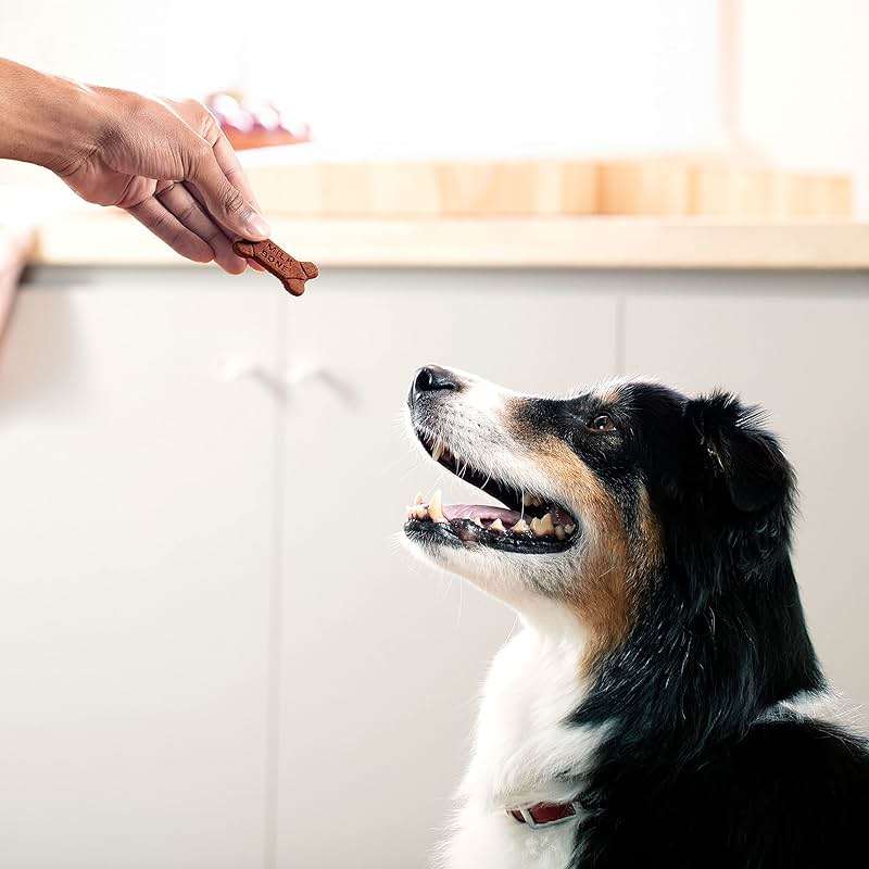 Milk-Bone Soft & Chewy Dog Treats, 25 Oz. Canister | Made with real beef & filet mignon, tender dog treats, easy to chew, for dogs of all ages and sizes - Image 6