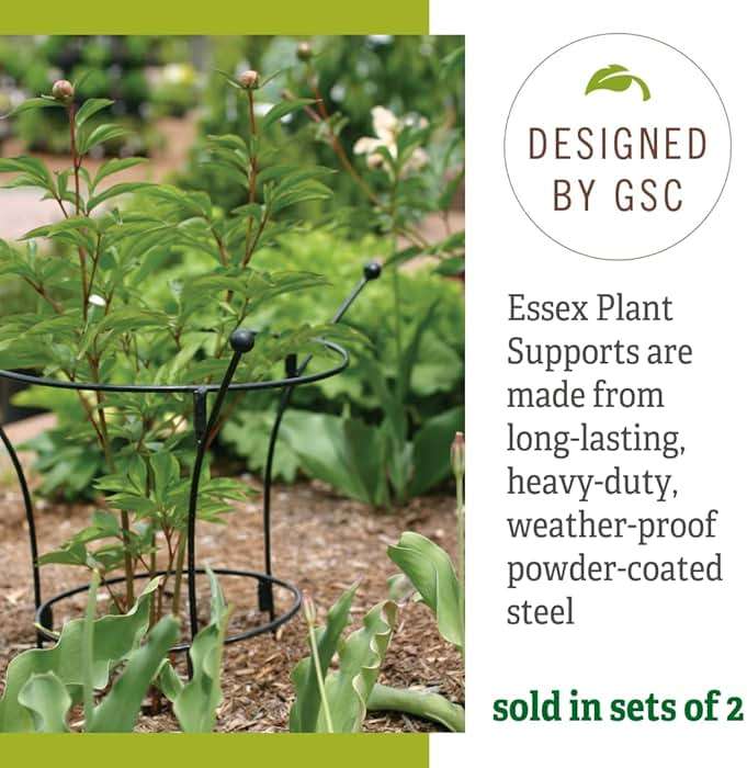 Gardener's Supply Company Essex Plant Support | Sturdy Metal Frame for Peonies & Roses | Standing Flower Garden Cage | Natural Bouquet Shape | Small 23" H X 14" D (Set of 2) - Image 5