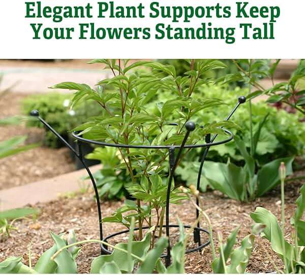 Gardener's Supply Company Essex Plant Support | Sturdy Metal Frame for Peonies & Roses | Standing Flower Garden Cage | Natural Bouquet Shape | Small 23" H X 14" D (Set of 2) - Image 6