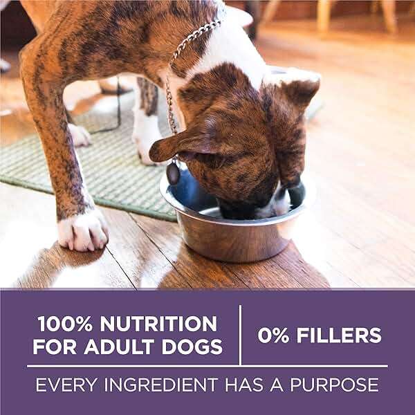 Purina ONE High Protein Dry Senior Dog Food Plus Vibrant Maturity Adult 7 Plus Formula - 31.1 lb. Bag - Image 7
