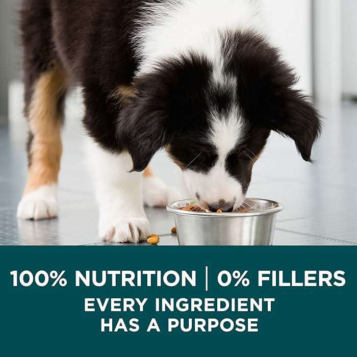 Purina ONE Plus Puppy Dry Dog Food for Large Dogs High Protein Growth Support, Real Chicken - 31.1 lb Bag - Image 8