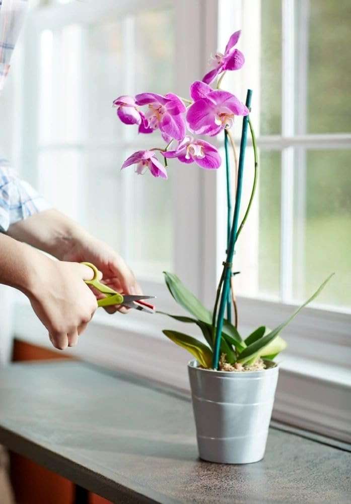 Miracle-Gro Orchid Plant Food Spikes - Indoor Plant Fertilizer Sticks for Potted Orchids, Feeds for up to 2 Months, 10 Spikes - Image 5
