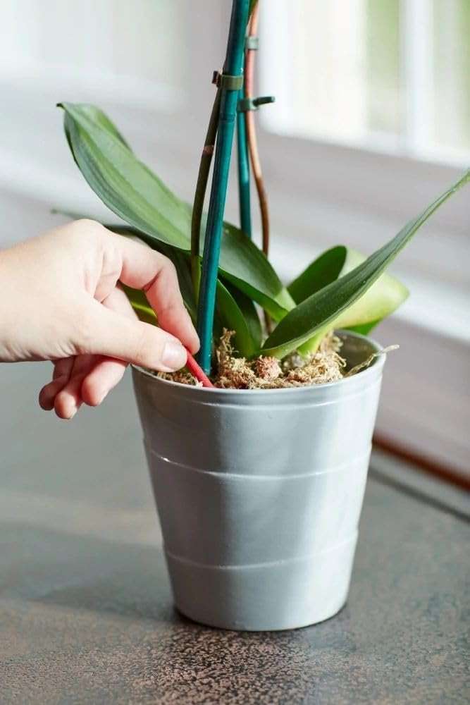 Miracle-Gro Orchid Plant Food Spikes - Indoor Plant Fertilizer Sticks for Potted Orchids, Feeds for up to 2 Months, 10 Spikes - Image 6