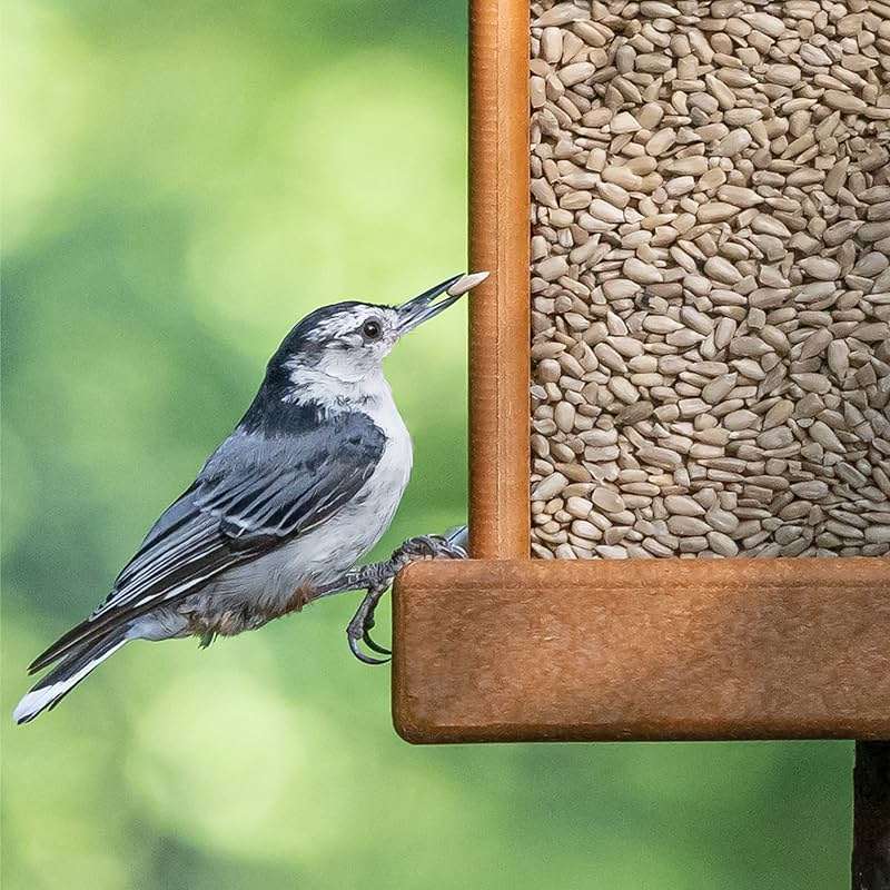 Morning Song Sunflower Hearts & Chips Wild Bird Food, No Mess Sunflower Seeds for Birds, 5.5-Pound Bag - Image 6