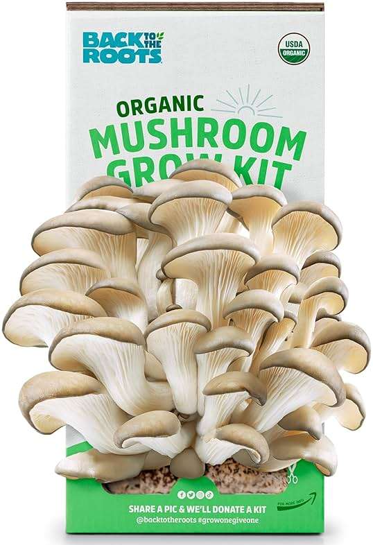 Back to the Roots Organic Oyster Mushroom Grow Kit, Harvest Gourmet Mushrooms In 10 Days - Image 1