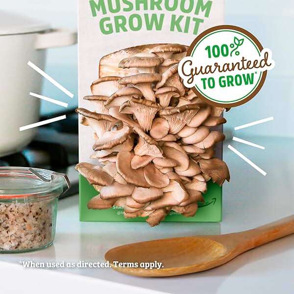 Back to the Roots Organic Oyster Mushroom Grow Kit, Harvest Gourmet Mushrooms In 10 Days - Image 5